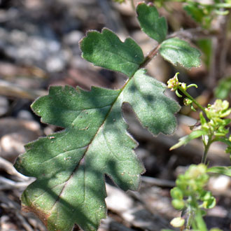 Cleftleaf Wildheliotrope has green variably shaped leaves with scalloped margins or even deeply lobed. The leaves reduce in size toward the top of the plant. Phacelia crenulata